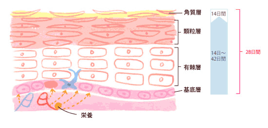 ターンオーバー02